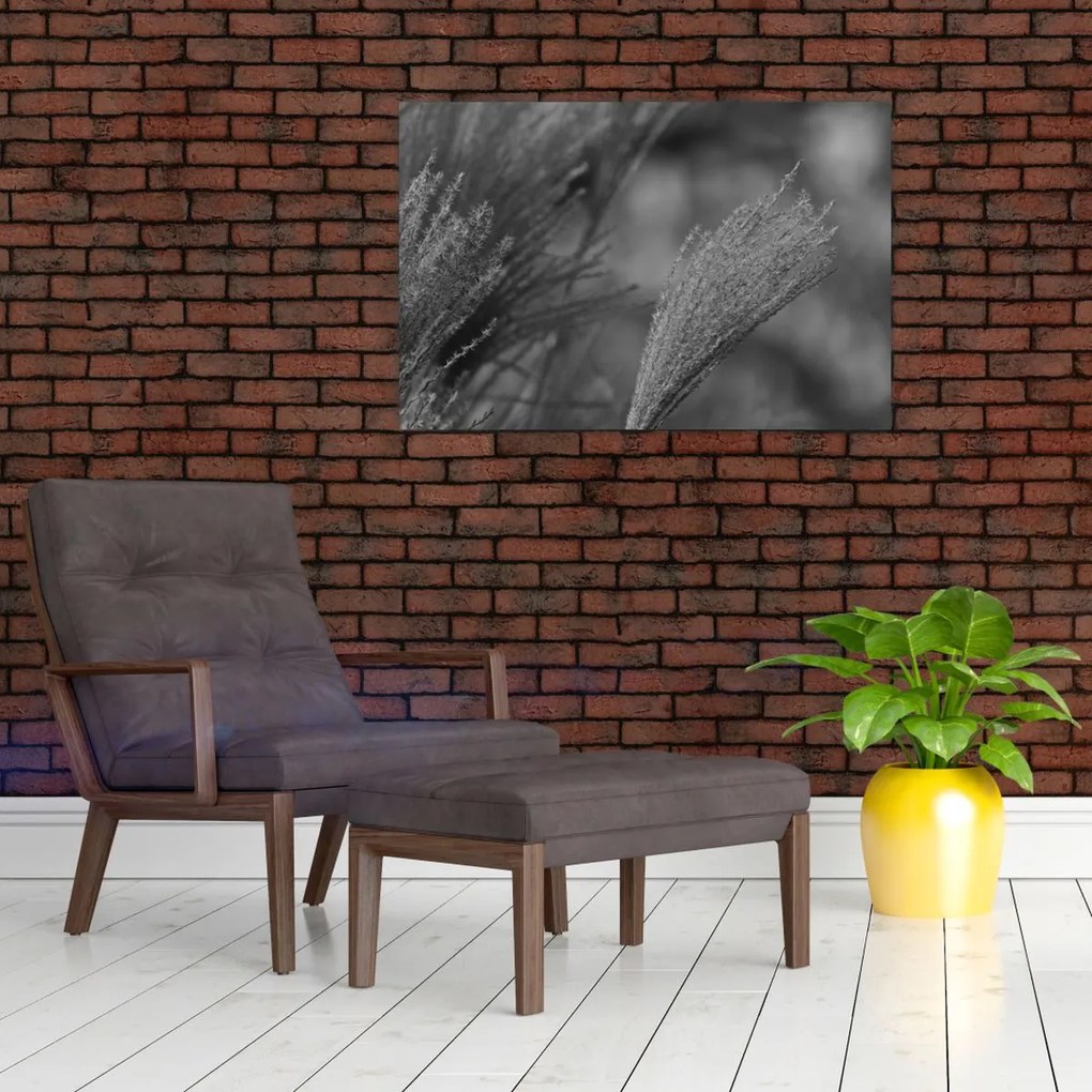 Obraz - Sušená pampová tráva (90x60 cm)