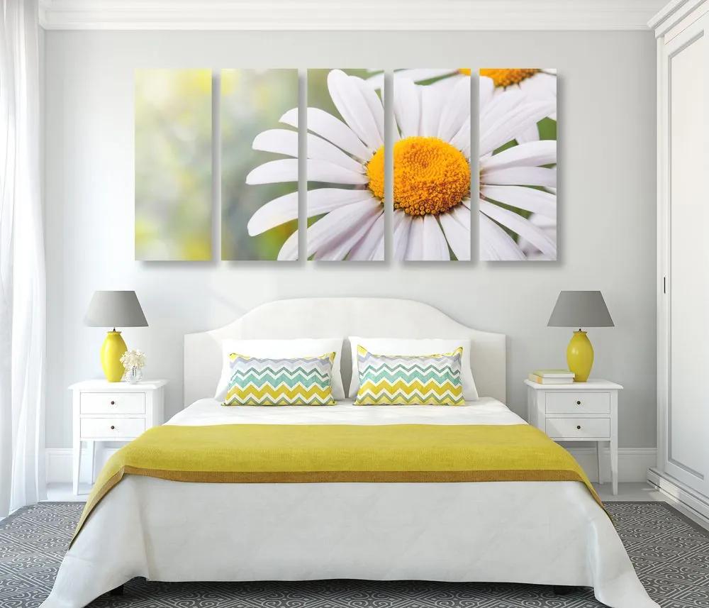 5-dielny obraz kvety margarétky Varianta: 100x50