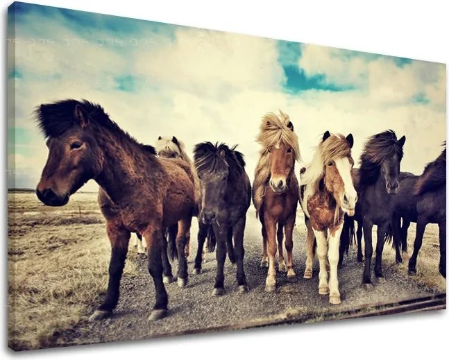 Obraz na stenu ZVIERATÁ ZV016E11