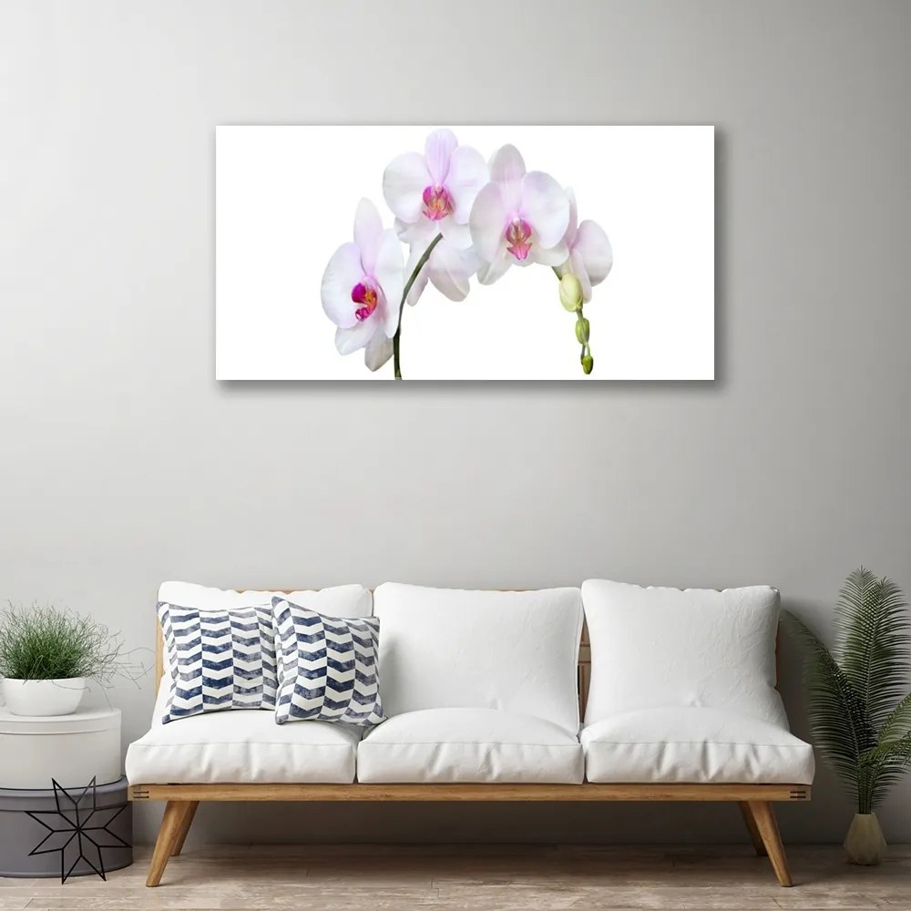 Skleneny obraz Vstavač orchidea kvety 100x50 cm