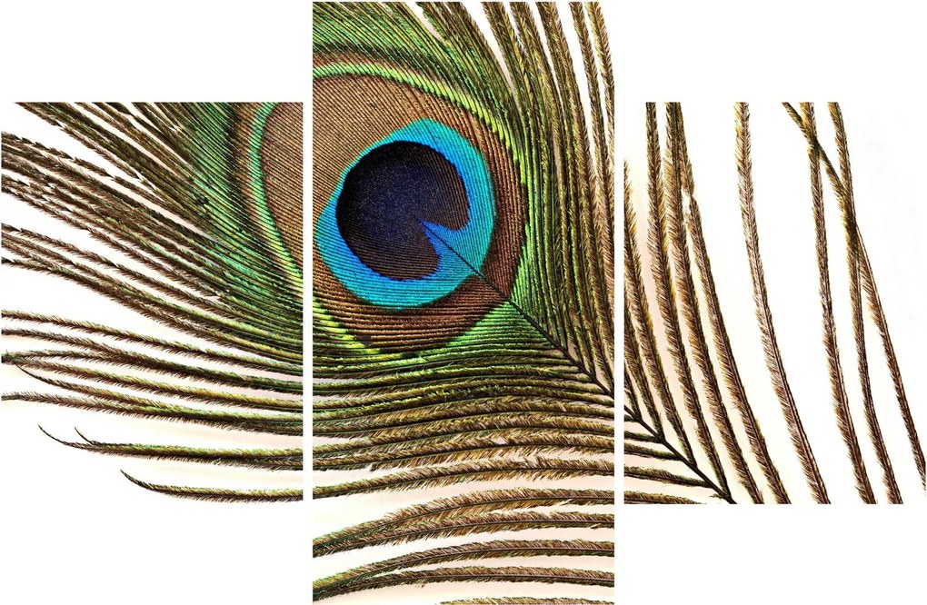 Obraz pávieho peria (90x60 cm)