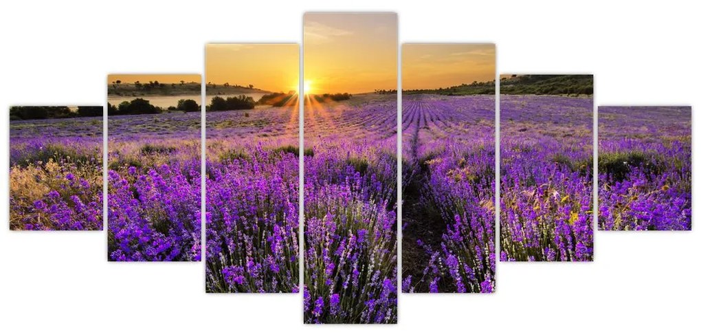 Levanduľové polia - obraz