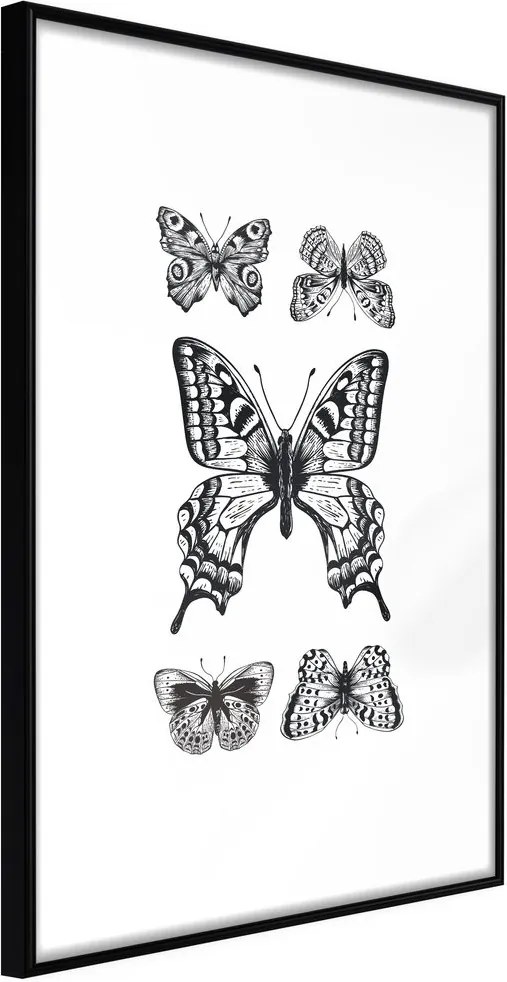 Plagát zbierka motýľov - Butterfly Collection