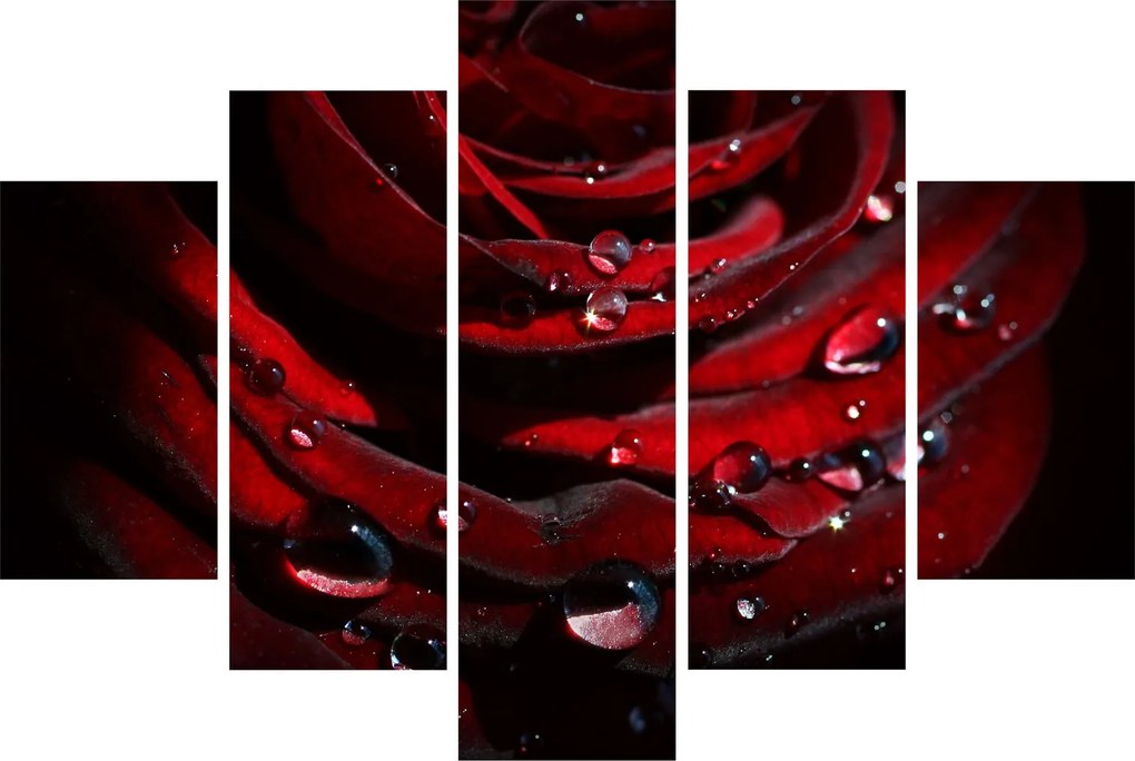Obraz - Detail ruže (150x105 cm)