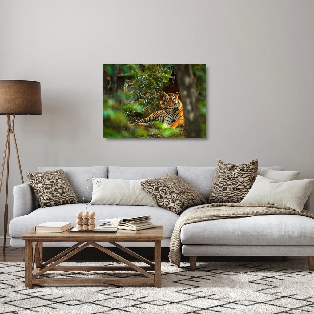 Sklenený obraz odpočívajúceho tigra (70x50 cm)
