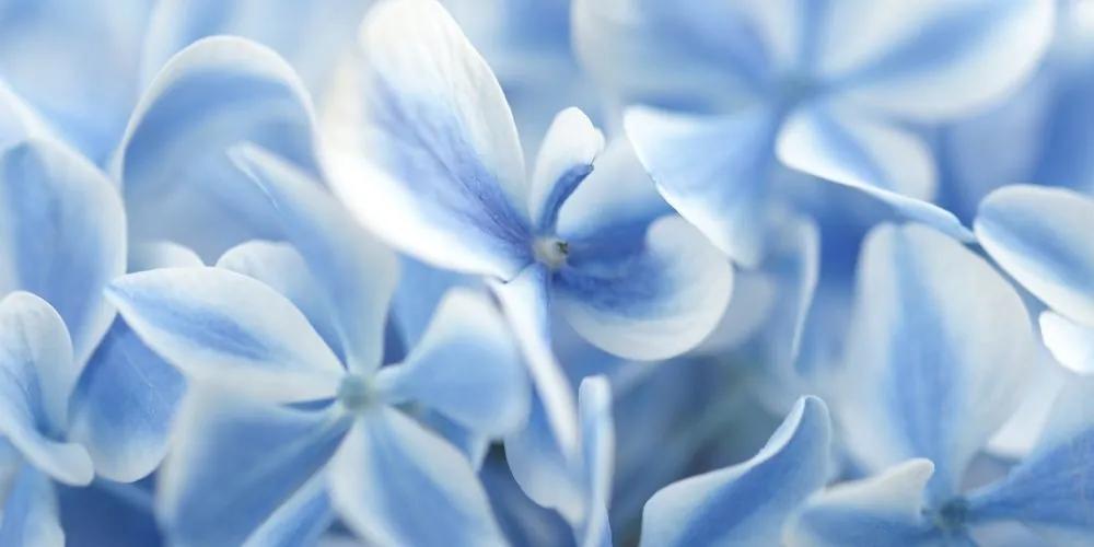 Obraz modro-biele kvety hortenzie - 120x60
