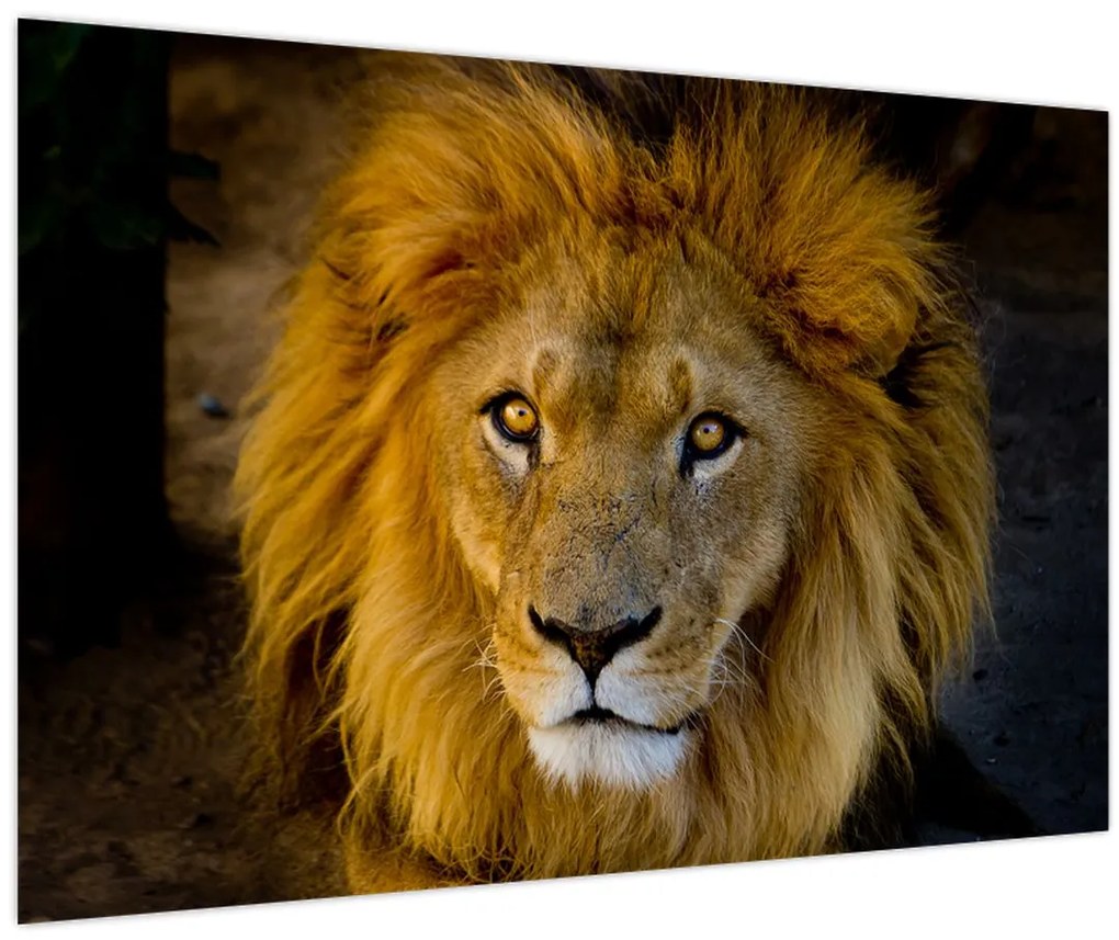 Obraz - Portrét leva (90x60 cm)