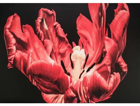 Obraz tlačený na plátne 50x70 PRC1092