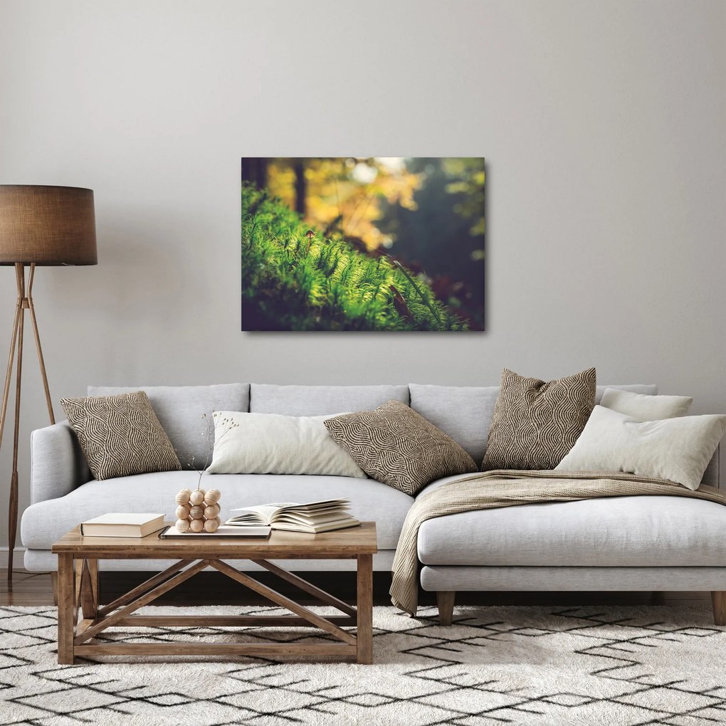 Obraz machu s hubou (70x50 cm)
