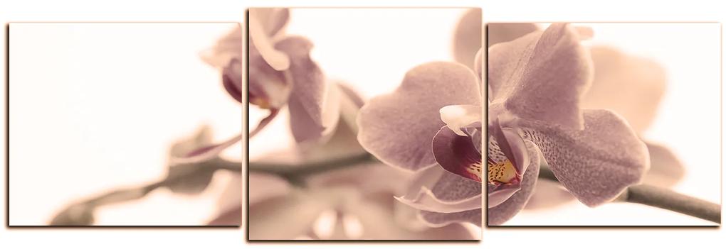 Obraz na plátne - Orchidea kvet izolovaná na bielom pozadí - panoráma 5222FD (150x50 cm)