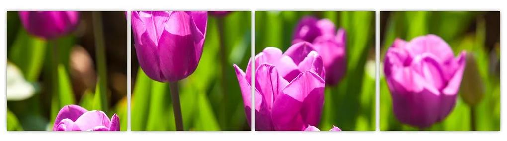 Obraz kvitnúcich tulipánov