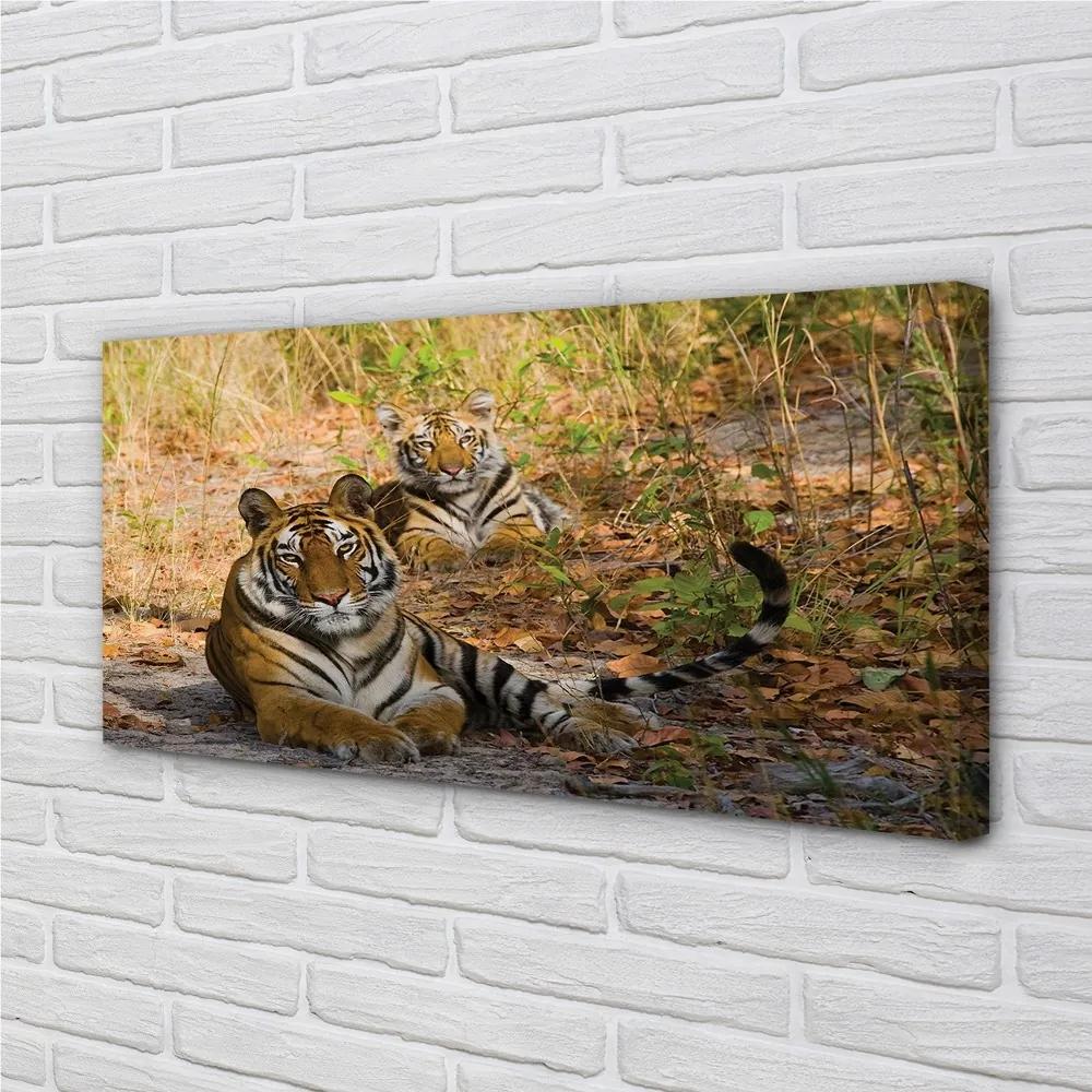 Obraz na plátne Tigers 120x60 cm