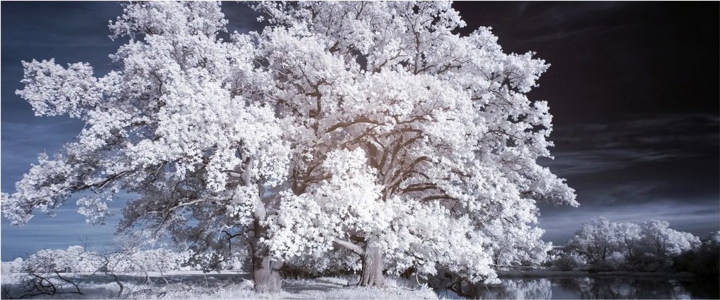 Obraz - Snehobiely strom (120x50 cm)
