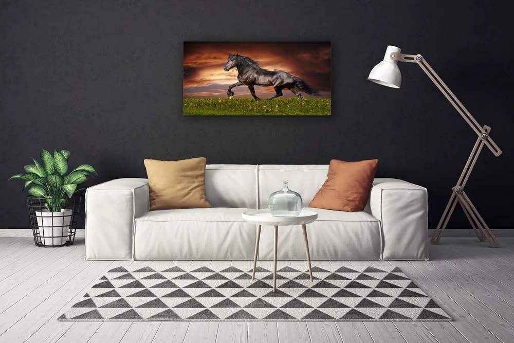 Obraz na plátne Čierny kôň lúka zvieratá 140x70 cm