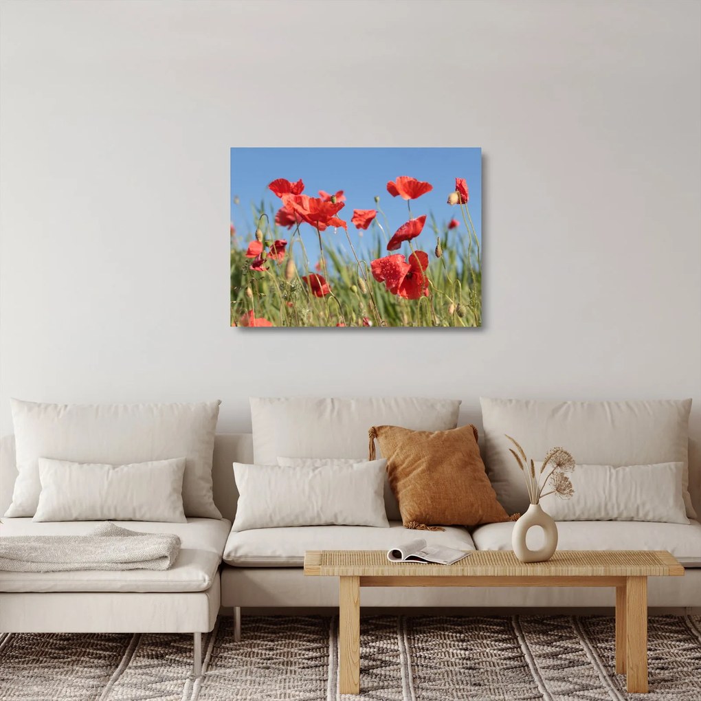 Sklenený obraz - Vlčie maky (70x50 cm)
