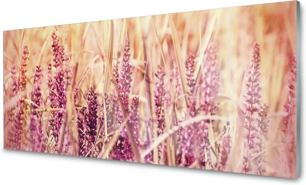 Skleněný obraz Pšenice rostlina příroda