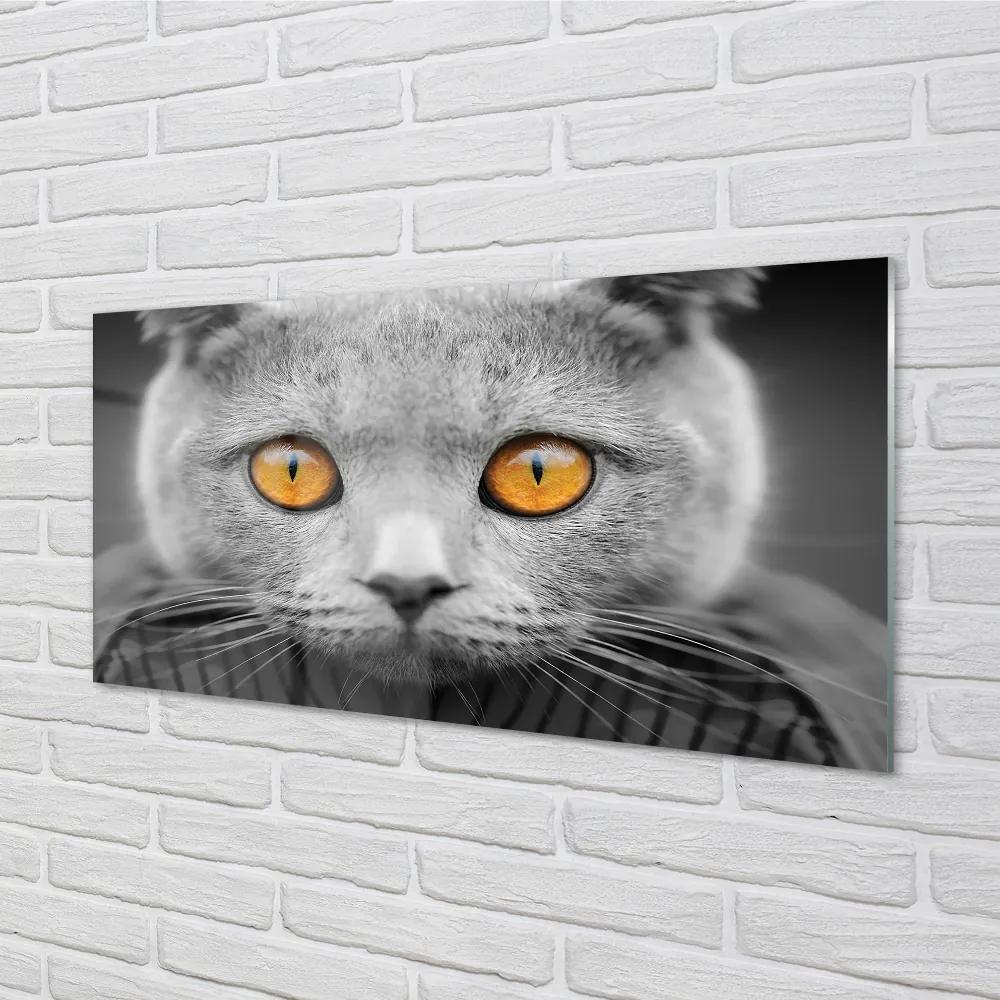 Obraz na akrylátovom skle Sivá britská mačka 100x50 cm