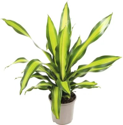 Dračinec FloraSelf Dracaena 'Burley' výška 90-100 cm kvetináč Ø 24 cm
