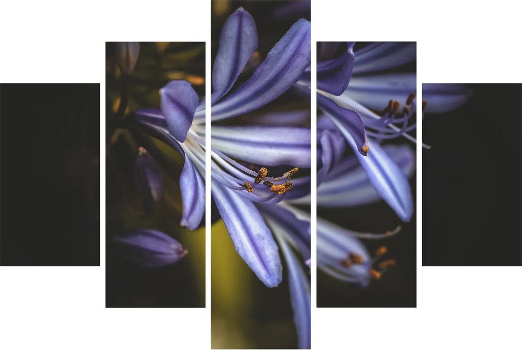 Obraz - Lila (150x105 cm)