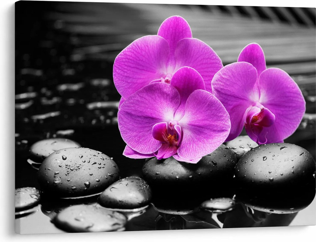 Obraz - Fialové orchidey (70x50 cm)