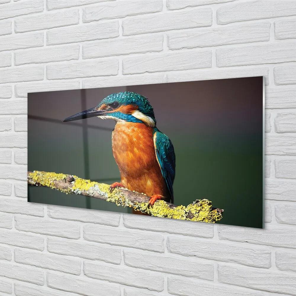 Sklenený obraz Farebný vták na vetve 125x50 cm