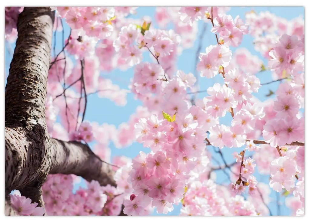 Kvitnúce strom - obraz