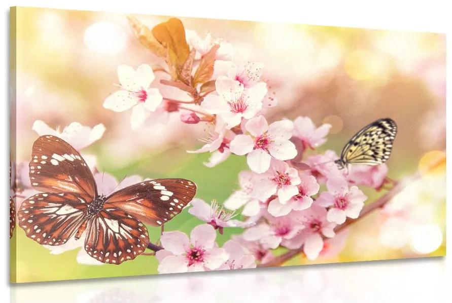 Obraz jarné kvety s exotickými motýľmi Varianta: 60x40