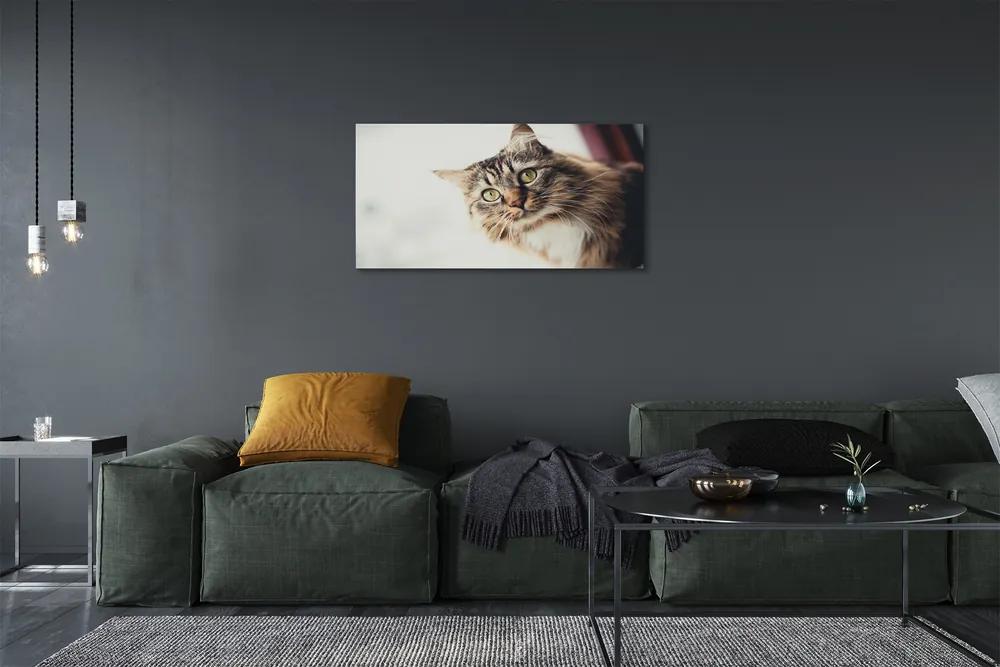Obraz na plátne Mainská mývalia mačka 140x70 cm