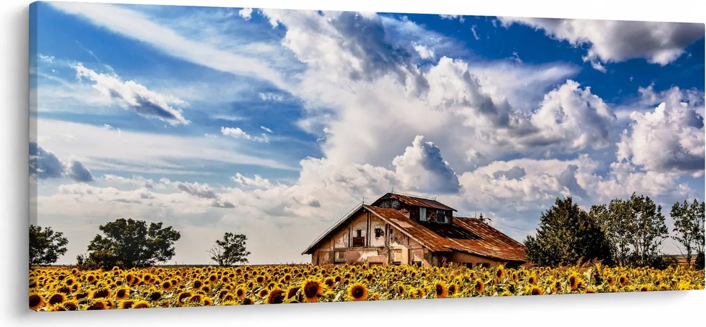 Obraz slnečnicového poľa (120x50 cm)