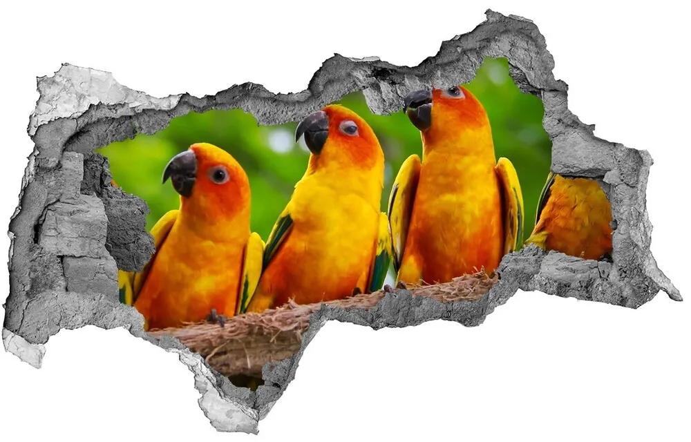 Diera 3D fototapeta nálepka Papagáje na vetve nd-b-68805637