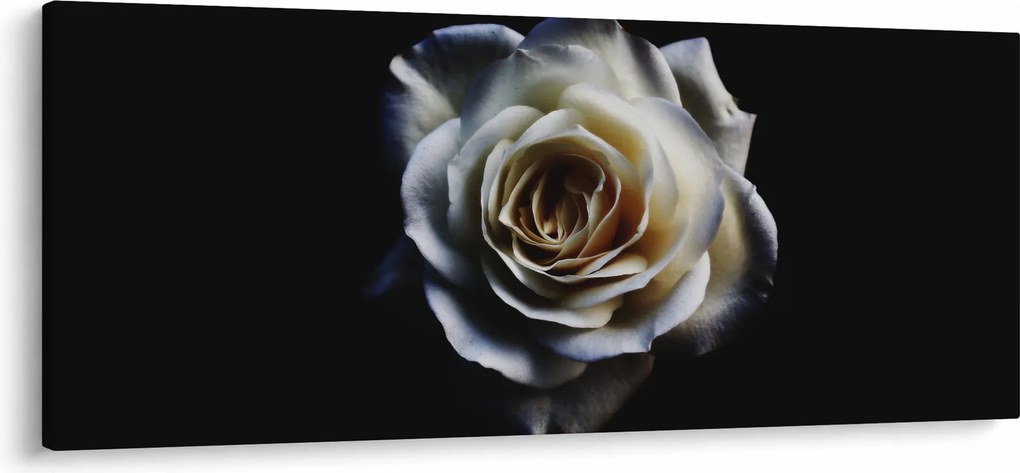 Obraz bielej ruže (120x50 cm)