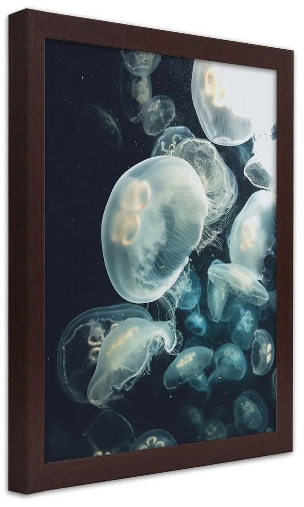 Gario Plagát Plávajúce medúzy Farba rámu: Bez rámu, Rozmery: 30 x 45 cm