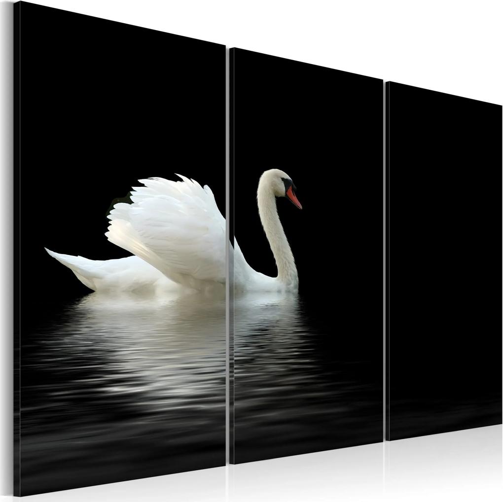 Obraz - A lonely white swan 120x80
