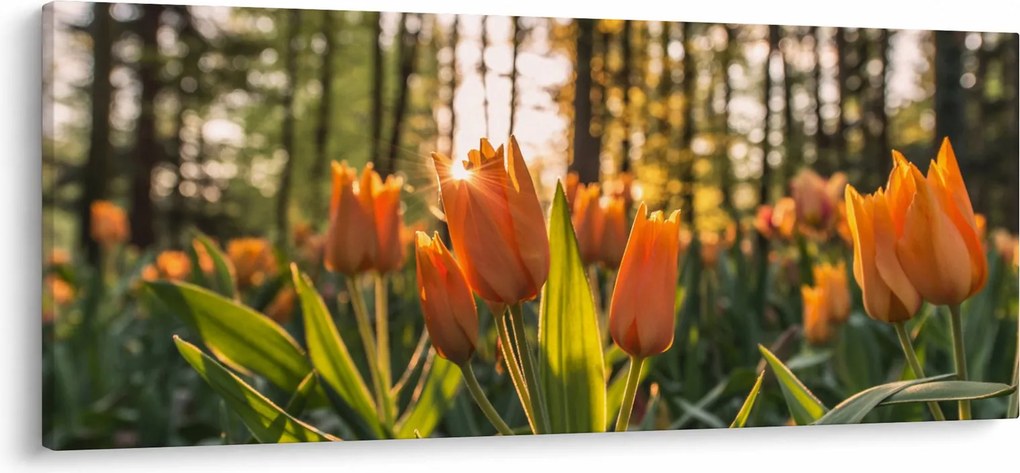 Obraz - kvety tulipánov (120x50 cm)