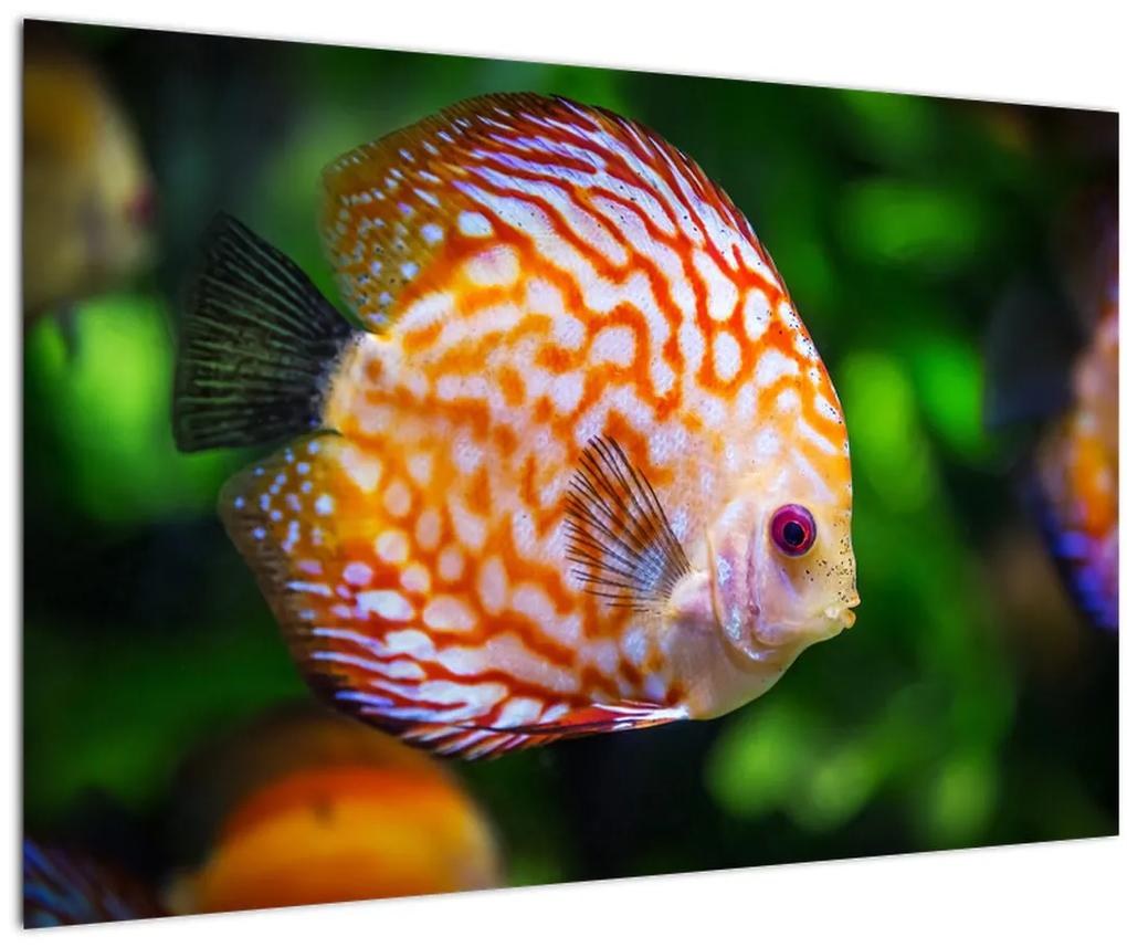 Obraz ryby (90x60 cm)