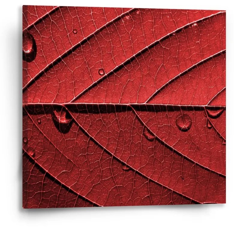 Sablio Obraz Červený list - 50x50 cm