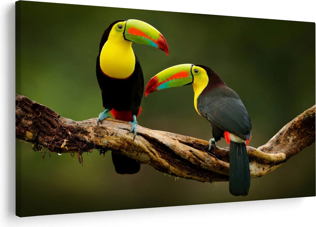 Obraz sediacich tukanov, Costa Rica (90x60 cm)