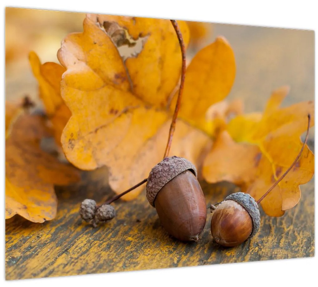 Obraz - Jesenné žalude (70x50 cm)