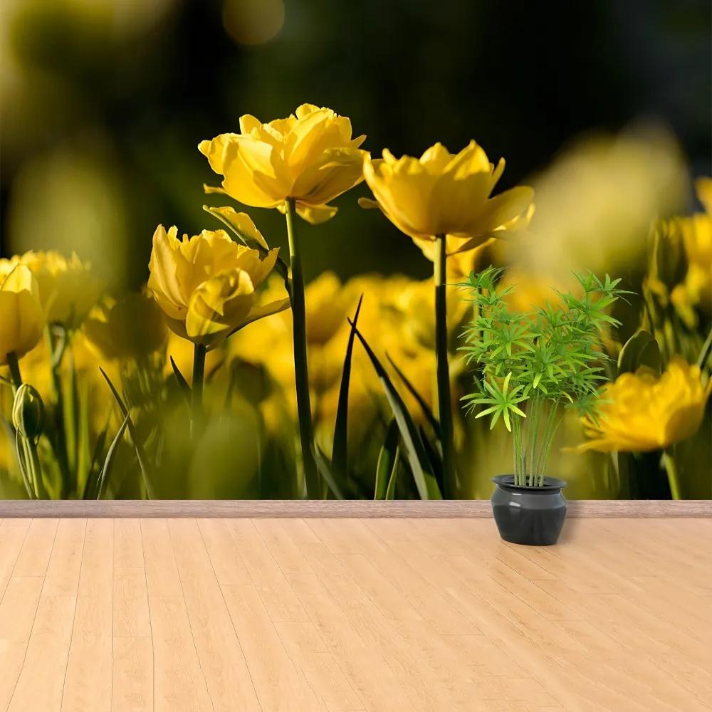 Fototapeta Vliesová Žltý tulipán 104x70 cm