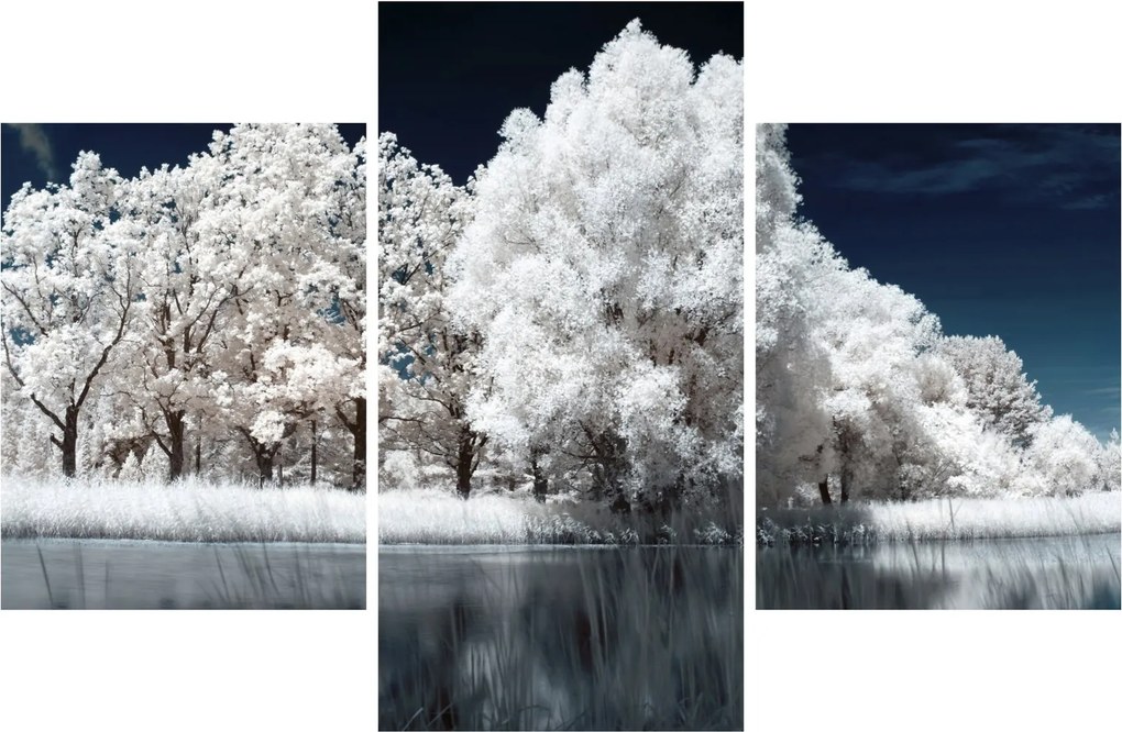 Obraz - Snehobiele stromy (90x60 cm)