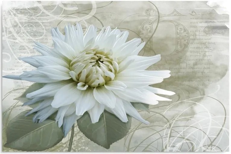 Obraz CARO - White Flower 40x30 cm