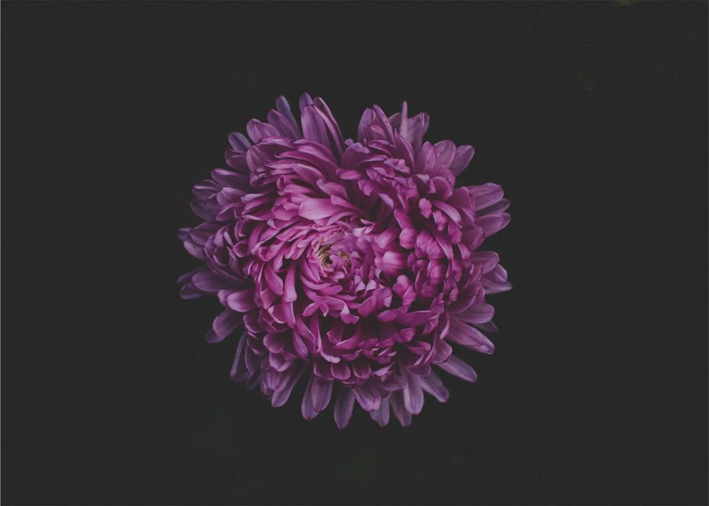 Sklenený obraz fialovej kvetiny (70x50 cm)