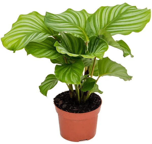 Calathea orbifolia 12x35 cm