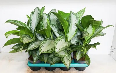 Aglaonema silver queen 14x45 cm