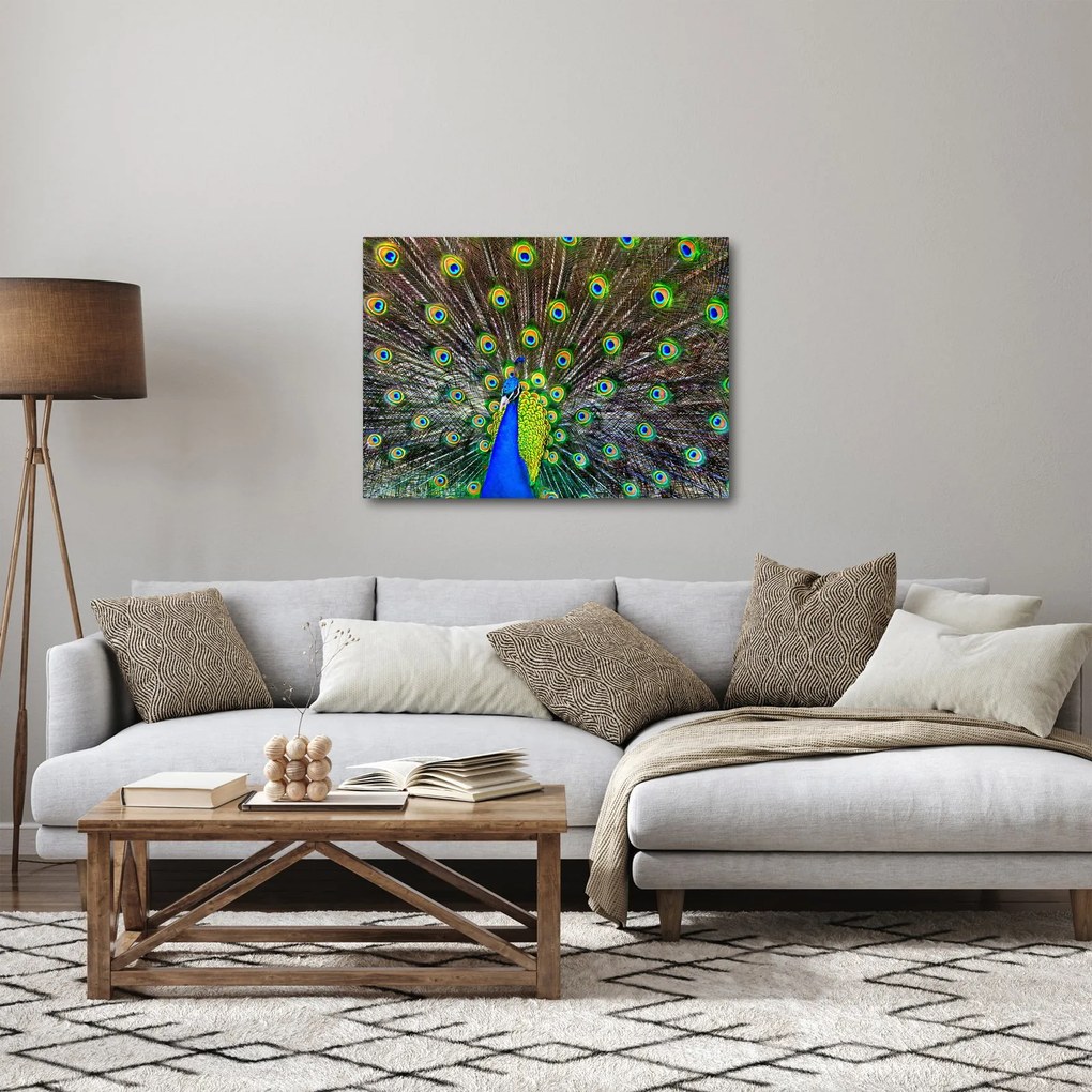 Obraz - Páv (70x50 cm)