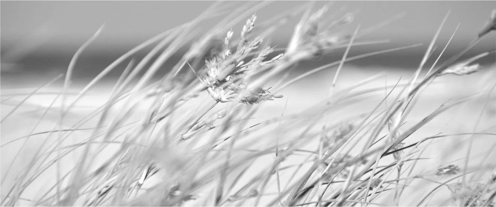 Obraz - Plážová tráva (120x50 cm)