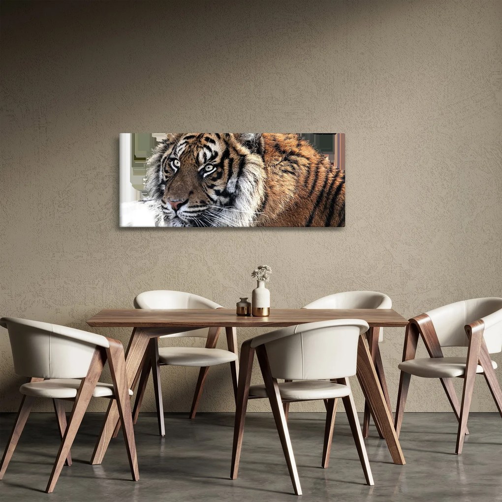 Obraz tigra (120x50 cm)