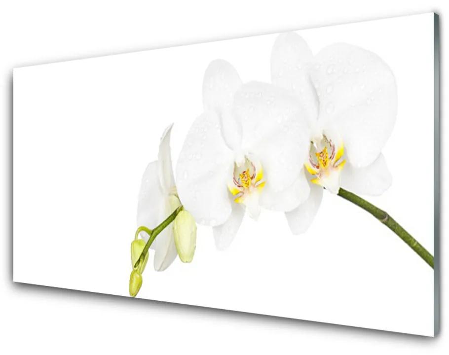 Obraz plexi Kvety rastlina príroda 140x70cm