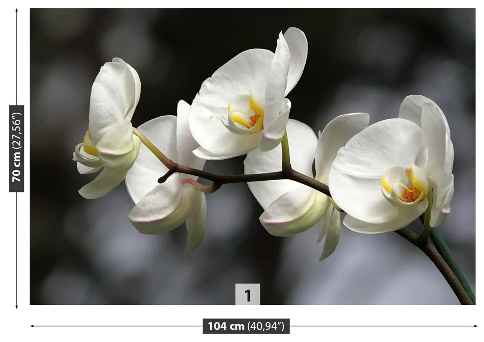 Fototapeta Vliesová Biela orchidea 104x70 cm