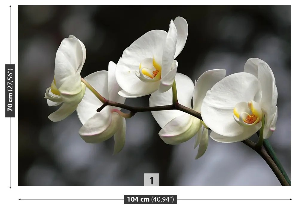 Fototapeta Vliesová Biela orchidea 416x254 cm